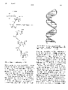 Рис. 3.3. <a href="/info/134019">Модель двойной</a> спирали ДНК. Поперечные перекладины — <a href="/info/200317">комплементарные пары оснований</a>, боковины - <a href="/info/510623">сахарофосфатный</a> остов.