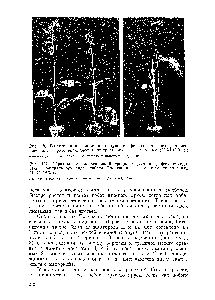 Рис. 137. Обратный физиологический градиент цветения у фотопериоди-ческн <a href="/info/1414631">нейтрального вида</a> - табака Трапезонд в результате кольцеваиия (16. IV 1975 г.)