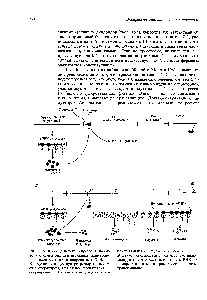 Рис. 15.6. Взаимодействие репрессора, индуктора и оператора при <a href="/info/1899056">регуляции транскрипции генов</a> лактозного оперона Е. соН. А.