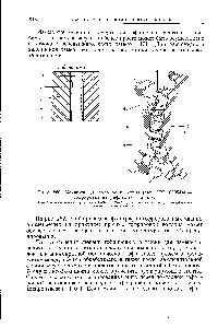 Рис. 260. Механизм для гофрировки жгута (пат. ФРГ 839544) — гофрировка на рифленых вальцах.