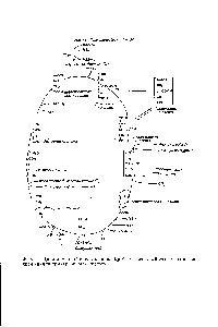 Фиг. 41. <a href="/info/198274">Цикл лимонной кислоты</a> (<a href="/info/80938">цикл Кребса</a>), известный также под названием цикла трикарбоновых кислот .
