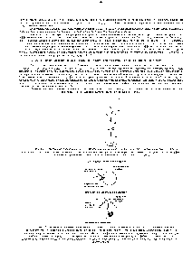 Рис. 12-7. Внеклеточные <a href="/info/508928">сигнальные молекулы</a> в зависимости от своей растворимости связываются с поверхностными или <a href="/info/510555">внутриклеточными рецепторами</a> <a href="/info/509266">Гидрофильные молекулы</a> не способны прямо <a href="/info/336204">проходить через</a> плазматическую мембрану, поэтому они связываются с рецепторами на <a href="/info/98806">поверхности клетки</a>-мишени. Многие <a href="/info/509268">гидрофобные молекулы</a> могут <a href="/info/1799103">диффундировать через</a> плазматическую мембрану и связываться с рецепторами <a href="/info/1409039">внутри клетки</a>. Будучи нерастворимы в <a href="/info/372854">водных средах</a>, гидрофобные <a href="/info/508928">сигнальные молекулы</a> транспортируются кровью в <a href="/info/130644">виде комплексов</a> со специальными <a href="/info/1277273">белками-переносчиками</a>, от которых они отделяются, перед тем как проникнуть в