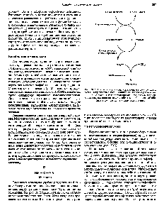 Рис. 30.2. <a href="/info/1677094">Поток азота</a> в ходе катаболизма аминокислот. Хотя изображенные здесь реакции являются обратимыми, они представлены как однонаправленные, чтобы подчеркнуть <a href="/info/1448396">направление потока</a> метаболитов в процессе катаболизма аминокислот у млекопитающих.