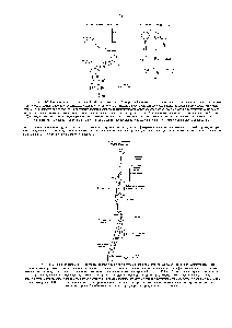 Рис. 12-3. <a href="/info/502252">Различие между</a> гормональной (А) и синаптической (Б передачей сигналов. Эндокринные клетки выделяют в кровь множество гормонов, и <a href="/info/200568">клетки-мишени</a>, чувствительные к данному гормону, т.е. имеющие рецепторы для его связывания, вылавливают соответствующий гормон из <a href="/info/1277596">внеклеточной жидкости</a>. При синаптической же передаче <a href="/info/1479409">специфичность определяется</a> <a href="/info/416606">тесным контактом</a> между <a href="/info/510193">окончанием нервного</a> волокна и той <a href="/info/200568">клеткой-мишенью</a>, которой это <a href="/info/971557">волокно передает</a> сигнал медиатор, выделяемый <a href="/info/510193">нервным окончанием</a>, достигает только этой клетки. Для специфической коммуникации с <a href="/info/1384686">различными клетками</a>-мишенями разные эндокринные клетки должны <a href="/info/1911931">использовать разные</a> гормоны, в то время как многие <a href="/info/103255">нервные клетки</a> могут использовать один и тот же нейромедиатор, сохраняя при этом специфичность воздействия