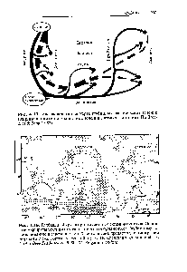 Рис. 4.18. Идеализированная карта глубинных <a href="/info/1452512">океанических течений</a> (жирные линии) и <a href="/info/1750481">поверхностных течений</a> (штриховые линии). По Вгое-скег Реп (1982).