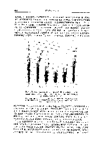Фиг. 190. Колосья ячменя сорта Майя (слева) и <a href="/info/671064">пяти различных</a> мутантов, полученных под <a href="/info/89937">действием рентгеновских</a> лучей.