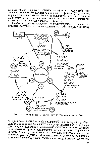 Рис. 11.4. Схема <a href="/info/1343">цикла трикарбоновых кислот</a> или цикл Кребса