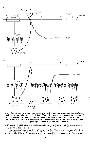 Рис. 16.5. <a href="/info/25482">Схема регуляции</a> /ас-оперона Е. oli (индуцибельная система негативной регуляции (F. Ayala, J. Kiger, 1980. А — <a href="/info/591233">репрессия репрессор</a> — <a href="/info/91036">продукт гена</a> / связывается с оператором и запрещает <a href="/info/293321">транскрипцию оперона</a> 6 — <a href="/info/4754">индукция молекула</a> индуктора, соединяясь с репрессором, препятствует его связыванию с оператором. Происходит транскрипция оперона