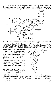 Рис. 22.1.6. <a href="/info/96413">Схематическая диаграмма</a> сложенной цепи и третичных взаимодействий между основаниями в дрожжевой тРНК . 