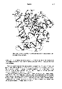 Рис. 3-36. <a href="/info/50645">Схема структуры</a> миоглобина кашалота с выделением спиральных областей [233].