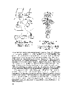 Рис. 26. <a href="/info/100186">Центральная нервная система</a> насекомых (по Шванвичу, 1949) 