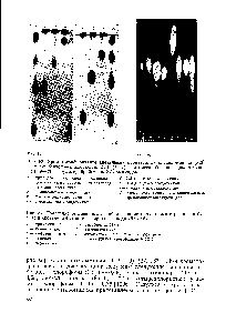 Рис. 84. Сравнение гептаеновых антибиотиков <a href="/info/39383">методом хроматографии</a> на бумаге в системе -бутанол — пиридин — вода (6 4 5)