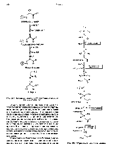 Рис. 29.5. Биосинтез серина. а-АК—а-аминокислота, а-КК—а-кетокислота.