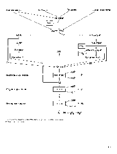Рис. 5.7. Связь <a href="/info/1580790">общего пути катаболизма</a> с <a href="/info/511072">цепью переноса электронов</a>. ФП — флавопротеины.
