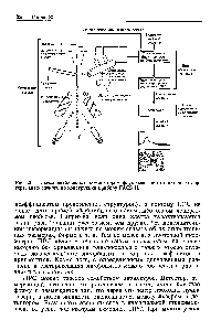 Рис. 20-1. <a href="/info/954651">Схема снабженного</a> компьютером <a href="/info/1393502">флуоресцентного клеточного сортера</a>, аналогичного по конструкции прибору FA S II.