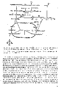 Рис. 124. Гликолитическая цепь (начиная с 3-<a href="/info/105062">фосфоглицерата</a>) и <a href="/info/1343">цикл трикарбоновых кислот</a> как источники предшественников для биосинтеза, аминокислот (кроме гистидина) , 