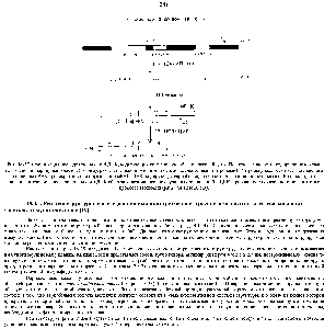 Рис. 18-27. Организация носледовательностей ДНК, кодирующих <a href="/info/509756">константную область</a> <a href="/info/519545">тяжелой</a> цени. Носледовательности, кодирующие каждый из доменов и <a href="/info/511051">шарнирный участок</a> (экзоны), разделены <a href="/info/1854937">некодирующими</a> носледовательностями (нитронами) <a href="/info/32966">Интроны</a> удаляются путем силайсинга нервичных РНК-транскринтов при образовании мРНК. ДНК, кодирующая <a href="/info/509134">вариабельную область</a> <a href="/info/510843">тяжелой цепи</a>, пе показана. Возможно, что наличие <a href="/info/32966">интронов</a> в носледовательности ДНК облегчало возникновение случайных дупликаций в ДНК. приведших к появлению генов антител в