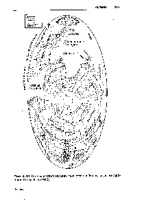 Рис. 4.20. Поверхностные <a href="/info/1452512">океанические течения</a> Земли, вид из Антарктики. По Spilhaus (1942).