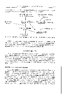 Фиг. 12. <a href="/info/626677">Сводная схема превращений</a> аргинина, орнитина и цитруллина.