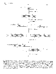 Рис. 5.24. <a href="/info/200509">Синтез генов</a> с помощью ПЦР. Перекрывающиеся олигонуклеотиды (А и В) отжигают и достраивают образовавщийся дуплекс с заглубленными 3 -<a href="/info/894348">гидроксильными концами</a>. Двухиепочечные молекулы денатурируют, добавляют в <a href="/info/26770">реакционную смесь</a> вторую пару олигонуклеотидов (Си О), перекрывающихся с продуктами первого раунда ПЦР, и отжигают. Осуществляют второй раунд ПЦР, добавляют следующую пару олигонуклеотидов (Е и Р), осуществляют третий раунд ПЦР и т. д. В результате образуется двутсцепочечная ДНК, идентичная искомому гену. Одинаковыми буквами со щтрихом или без (А и А, В и В и т. д.) обозначены комплементарные участки ДНК. <a href="/info/98217">Нуклеотидная последовательность</a> каждого олигонуклеотида соответствует таковой определенных сегментов ДНК.