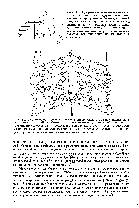 Рис. 1.1 Сферическая область материнского кристалла единичного радиуса после двойникования превращается благодаря послойному <a href="/info/1918951">относительному сдвигу</a> х в <a href="/info/136328">эллипсоид вращения</a> - <a href="/info/518302">плоскость двойникования</a>, -П] - направление сдвига, — второе круговое сечение эллипсоида, - <a href="/info/135138">угол наклона</a> большой оси эллипсоида по отношению к плоскости