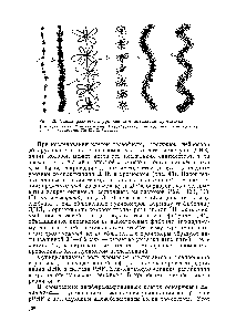 Рис. 43. <a href="/info/199469">Схема различных</a> уровней компактизации хроматина 