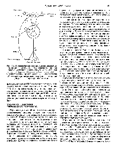 Рис. 46.4. Регуляция биосинтеза гормонов щитовидной железы по <a href="/info/107016">механизму обратной связи</a>. Сплошными линиями и знаками ф обозначены пути стимуляции, пунктирными линиями и знаками —ингибиторные пути. ИФР— <a href="/info/1350847">инсулиноподобный фактор роста</a> СС—соматостатин ТРГ—<a href="/info/1281513">тиреотропин-рилизинг-гормон</a> (тиролиберин) ТТГ — тиреотропный гормон.