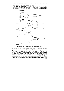 Рис. 12. Корреляционная диаграмма для гомоядерных молекул