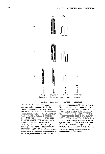 Рис. 17.23. <a href="/info/1339674">Наследование гена</a> sex-reversed у мышей. А. <a href="/info/510464">Профаза мейоза</a> в сперматогенезе у самца мыши генотипа XY sxr. Аномальная У-хромосома имеет последовательности, гибридизующиеся с сателлитной ДНК змей вблизи центромеры и у конца (выделены цветом). Концевое спаривание хроматид X и Y, вероятно, происходит нормально. В данном случае такое спаривание может привести к кроссинговеру, в результате которого терминальные гены, определяющие мужской пол.