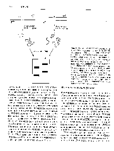 Рис. 20.22. Анализ <a href="/info/200153">конформационного полиморфизма одноцепочечной</a> ДНК (SS P). Препараты ДНК, различающихся одной парой нуклеотидов (А Т G ), амплифицируют ПЦР-методом с использованием одинаковых <a href="/info/187941">праймеров</a> (Р1, Р2). ПЦР-продукты денатурируют и разделяют с помощью <a href="/info/32783">гель-электрофореза</a> на двух дорожках (1, 2). Расстояние, на которое перемещается <a href="/info/610978">одноцепочечная</a> молекула ДНК, зависит от ее конформации, а последняя, в свою очередь, — от <a href="/info/198474">нуклеотидной последовательности</a>. Даже если ДНК различаются лишь одним нуклеотидным сайтом, одиночные цепи могут иметь разную конформацию, а следовательно, ПЦР-продукты образуют в геле не две, а четыре полосы.