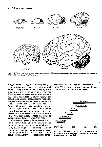 Рис. 7.2. Межиндивидуальная изменчивость объема черепа в популяциях на <a href="/info/1357854">разных стадиях</a> филогенеза человека [8].