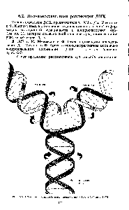 Рис. 6.6. Схема полуконсервативной репликации ДНК (Г. Стент, 1974)