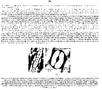 Рис. 20-11. Микрофотографии устьиц в эпидермисе листа <a href="/info/1434666">тропического растения</a>, полученные с помощью <a href="/info/129221">сканирующего электронного микроскопа</a> при разном увеличении. Устьица - это поры, образуемые на <a href="/info/728023">поверхности листа</a> двумя замыкающими клетками. Их движения, регулируемые тургором, <a href="/info/117107">определяют размер</a> <a href="/info/1281697">устьичной щели</a> и, следовательно, интенсивности газообмена <a href="/info/1623317">между листом</a> и <a href="/info/24952">окружающей средой</a>. У больщинства <a href="/info/1418773">растений устьица</a> днем открыты, через них поступает <a href="/info/20216">двуокись углерода</a> и через них же удаляются продукты <a href="/info/567453">фото дыхания</a>. Ночью устьица обычно <a href="/info/1088803">закрыты Клетки</a> эпидермиса снаружи покрыты водонепроницаемой восковой кутикулой (см. также рис. 20-18). (С любезного разрещения Н W
