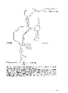Рис. 46. <a href="/info/98217">Нуклеотидная последовательность</a> и <a href="/info/1676451">схема вероятной</a> <a href="/info/98194">вторичной структуры рибосомной</a> 5,88 РНК эукариот (животных) 