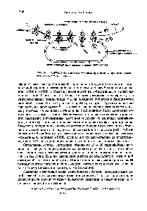 Рис. 3-22. Сигнальная гипотеза — <a href="/info/862049">схема протекания</a> <a href="/info/99158">процесса биосинтеза</a> секреторных белков.