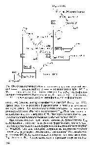 Рис. 130. Схема <a href="/info/526366">световых реакций фотосинтеза</a> у <a href="/info/33303">эукариот</a> и <a href="/info/105506">цианобактерий</a> (--- — циклический путь — — нециклический путь ФС I и ФС II — <a href="/info/99526">фотосистемы</a> I и II соответственно Рб8о и Руоо -хлорофиллы-<a href="/info/591124">пигменты фотосинтеза</a> Фео — <a href="/info/104785">феофитин</a> О — хинон РО — пластохинон 