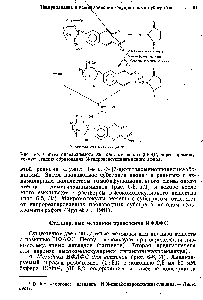 Рис. 6-4. Синтез определяемого лиганда, меченного р-ККГ, через аромежу-точную <a href="/info/352087">стадию образования</a> Ы-гидроксисукцинимидногб эфира.