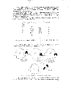 Рис. 19. <a href="/info/1038618">Схема взаимодействия фермента</a> с субстратом.