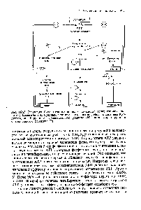 Рис. 16.13. <a href="/info/1567244">Регуляция биосинтеза аминокислот</a> семейства аспарагиновой кислоты у Es heri hia oll. Красными линиями показаны воздействия <a href="/info/17660">конечных продуктов</a>, ингибирующие <a href="/info/6306">ферментативную реакцию</a> (И) или/и репрессирующие <a href="/info/1567804">синтез данного</a> фермента (Р).