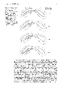 Рис. 8.7. Схема, иллюстрирующая <a href="/info/1306233">полярность переноса</a> НГг-хромосомы в эксперименте с прерванной конъюгацией. К рекомбинации с хромосомой Р -<a href="/info/1419576">клетки способны</a> лишь те гены НГг-хромосомы, которые к моменту прекращения конъюгации оказались в реципиент-ной Р -клетке.