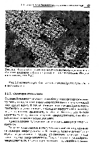 Рис. 3.1. Активный ил, в котором представлены <a href="/info/1565578">бактерии рода</a> Zoogloea (большие кластеры) и Gordonia (нити), а <a href="/info/114747">также простейшие</a>. (Водные консорциумы, Бильбао.)