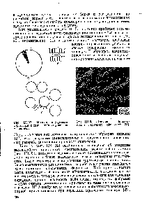 Рис. III.93. Проходные фибриллы между ламелями в сферолите [23].