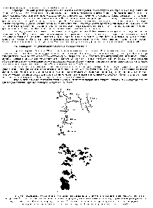 Рис. 8-65. <a href="/info/99094">Трехмерная структура</a> небольшого N-связанного олиго сахарида, определенная с помощью ренттеноструктурного <a href="/info/446230">анализа гликопротеина</a>. Этот олигосахарид содержит всего 6 остатков Сахаров, тогда как в N-связанном олиго сахариде, первоначально присоединенном к белку в ЭР, содержится 14 остатков сахаров (см. рис. 8-52). А. Шар о <a href="/info/578910">стержневая модель</a>, изображающая все атомы, кроме водородных Б. <a href="/info/33158">пространственная модель</a>, темные атомы - <a href="/info/627030">остаток аспарагина</a>. (С любезного разрешения Ri hard Feldman.)