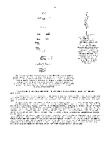 Рис. 15-10. <a href="/info/376711">Схематическое изображение</a> спаренных гомологичных хромосом при переходе к I метафазе мейоза. В предшествующей профазе произошел один кроссинговер, и в результате образовалась одна хиазма. Обратите внимание, что <a href="/info/1892451">четыре хроматиды</a> сгруннированы в две нары сестринских нитей, причем в каждой паре они тесно сближены не только в <a href="/info/1413604">области центромеры</a>, но и по <a href="/info/1469882">всей</a> длине Поэтому всю такую группу хроматид часто называют бивалентом.
