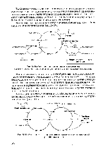 Рис. 24.11. Схема взаимосвязи орнитинового цикла <a href="/info/26866">синтеза мочевины</a> и цикла