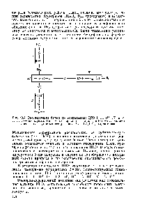 Рис. 13.4. <a href="/info/574386">Распределение белков</a> по компонентам ЦПЭ /, 7/, /77, IV. а, Ь, с, l, аз — цитохромы, Си — <a href="/info/100673">медьсодержащие белки</a>, (Fe-Fe)—негеминовое железо, /, — сукцинатдегидрогенааа, /п — НАД-Н-дегидрогеназа
