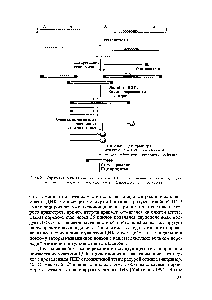 Рис.8.22. <a href="/info/1901476">Стратегия секвенирования</a> участков ДНК, прилегающих к таковым, с уже <a href="/info/1891268">известной последовательностью</a>, геномной прогулкой с олиго-кассетой 