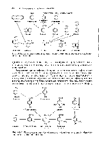 Рис. 14.12. Пути <a href="/info/1674492">расщепления ароматических соединений</a>, ведущие к образованию пирокатехина.