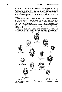 Рис. 21.26. Внешний вид плодов дурмана Datura stramonium. Каждый из 12 изображенных мутантных типов-трисомик по одной из 12 хромосомных пар этого растения.