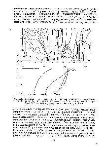 Рис. 2.25. Изотермы (°С) и вертикальные профили температуры тропического озера Виктория. Воспроизводится по данным из J. F. Talling, Int. Rev. ges.